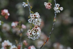 Micromyrtus sessilis