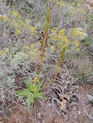 Bulbine latifolia