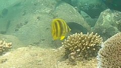 Chaetodon rainfordi