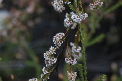 Micromyrtus sessilis