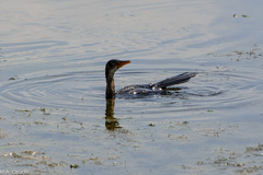 Microcarbo africanus