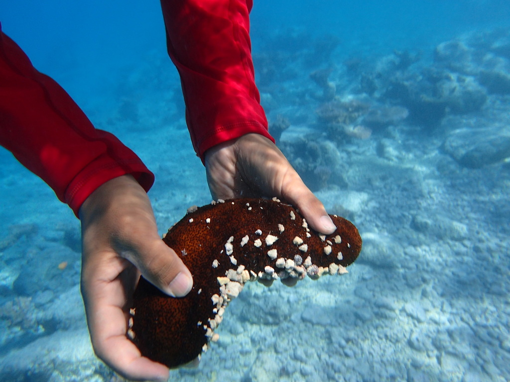 Paradoxical Sea Cucumber