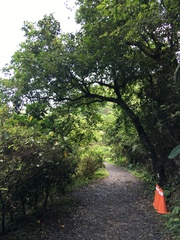 Ficus irisana