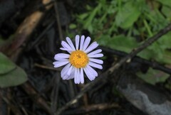 Brachyscome stuartii