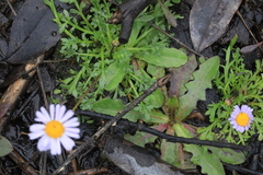 Brachyscome stuartii