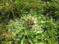 Cirsium acaule esculentum