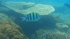 Abudefduf vaigiensis