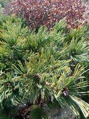 Pinus pumila