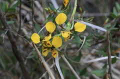 Diuris chrysantha