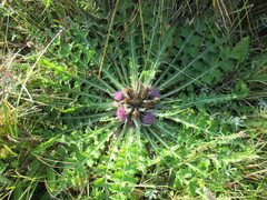 Cirsium acaule esculentum