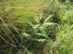Cirsium acaule esculentum