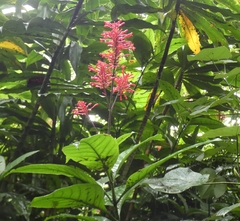 Odontonema