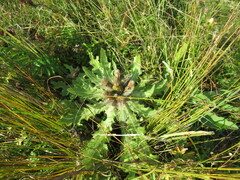 Cirsium acaule esculentum