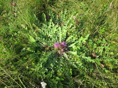 Cirsium acaule esculentum