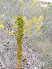 Bulbine latifolia