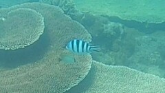Abudefduf sexfasciatus
