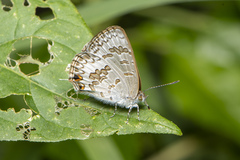 Catopyrops florinda