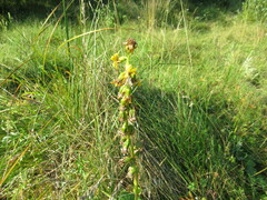 Ligularia sibirica