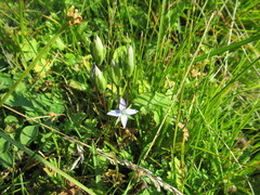 Lomatogonium carinthiacum