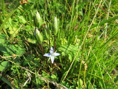 Lomatogonium carinthiacum