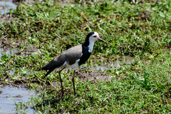 Vanellus crassirostris
