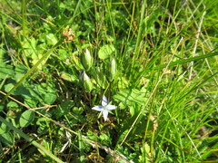 Lomatogonium carinthiacum