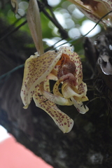 Stanhopea oculata