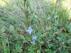 Lomatogonium rotatum