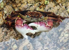 Leptograpsus variegatus