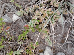 Delosperma litorale
