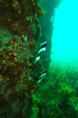 Pseudogoniistius nigripes