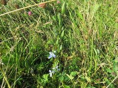 Lomatogonium rotatum