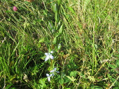 Lomatogonium rotatum