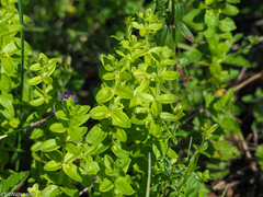 Cruciata glabra krylovii