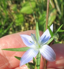 Lomatogonium rotatum