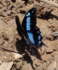 Papilio oribazus