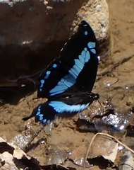 Papilio oribazus