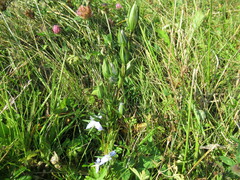 Lomatogonium rotatum