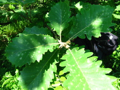 Quercus macranthera