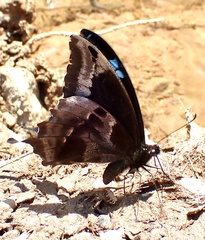 Papilio oribazus