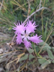 Dianthus hyssopifolius