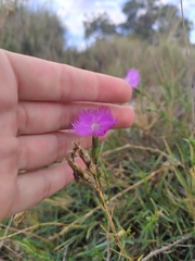 Dianthus hyssopifolius
