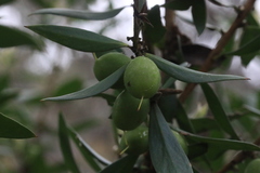 Persoonia cornifolia