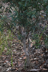 Persoonia cornifolia