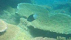 Acanthochromis polyacanthus