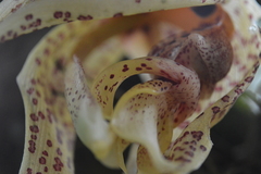 Stanhopea oculata