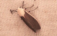 Creatonotos transiens