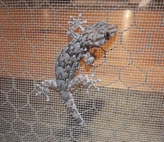 Chondrodactylus turneri