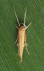 Stathmopoda skelloni