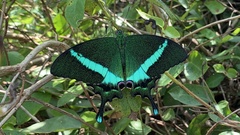 Papilio crino